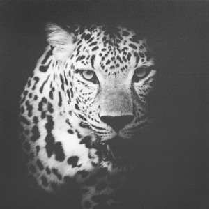 Obraz na plátně Leopard, 50x50 cm
